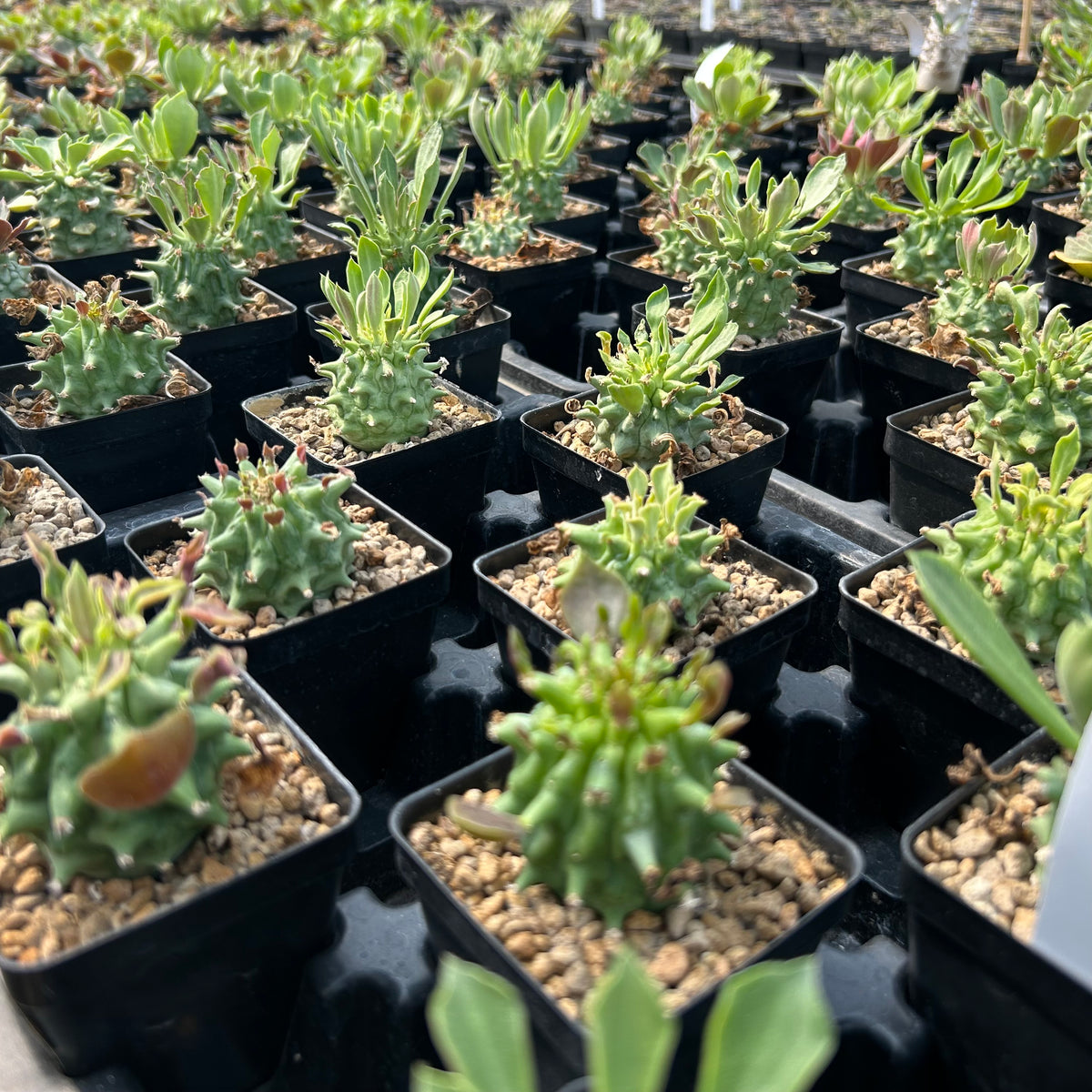 Euphorbia neoreflexa/  Monadenium reflexum - BotanicalCollector