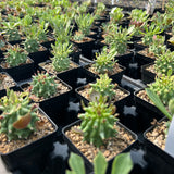 Euphorbia neoreflexa/  Monadenium reflexum - BotanicalCollector