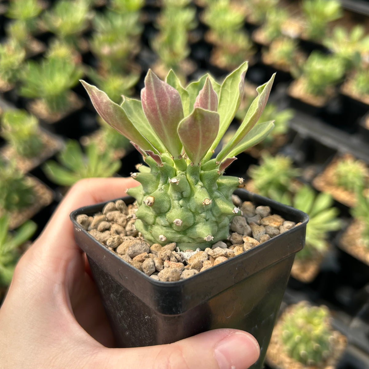 Euphorbia neoreflexa/  Monadenium reflexum - BotanicalCollector