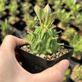 Euphorbia neoreflexa/  Monadenium reflexum - BotanicalCollector
