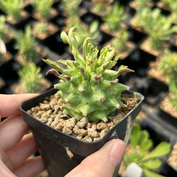 Euphorbia neoreflexa/  Monadenium reflexum - BotanicalCollector