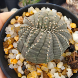 Euphorbia obesa 38