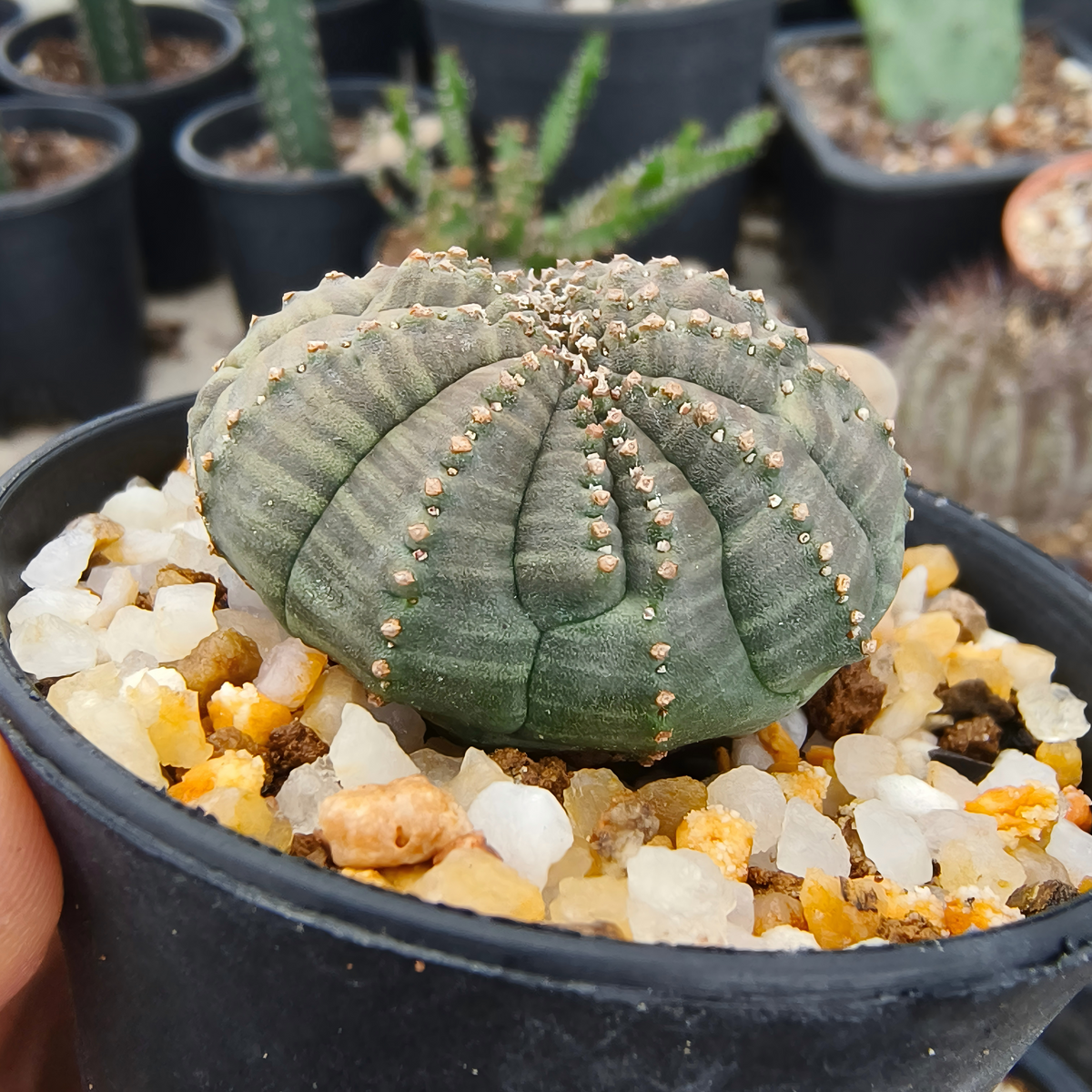Euphorbia obesa 38