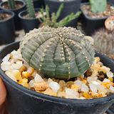 Euphorbia obesa 38