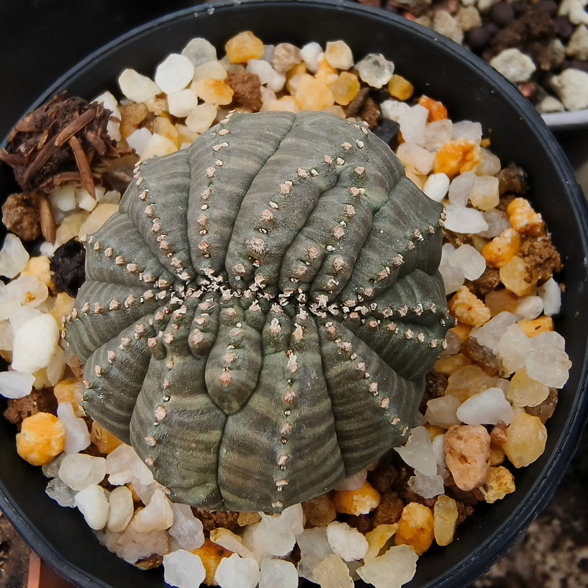 Euphorbia obesa 38