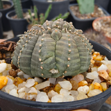 Euphorbia obesa 38