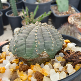 Euphorbia obesa 38