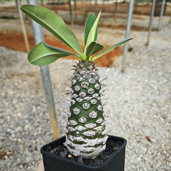 Euphorbia pachypodioides 12 - BotanicalCollector