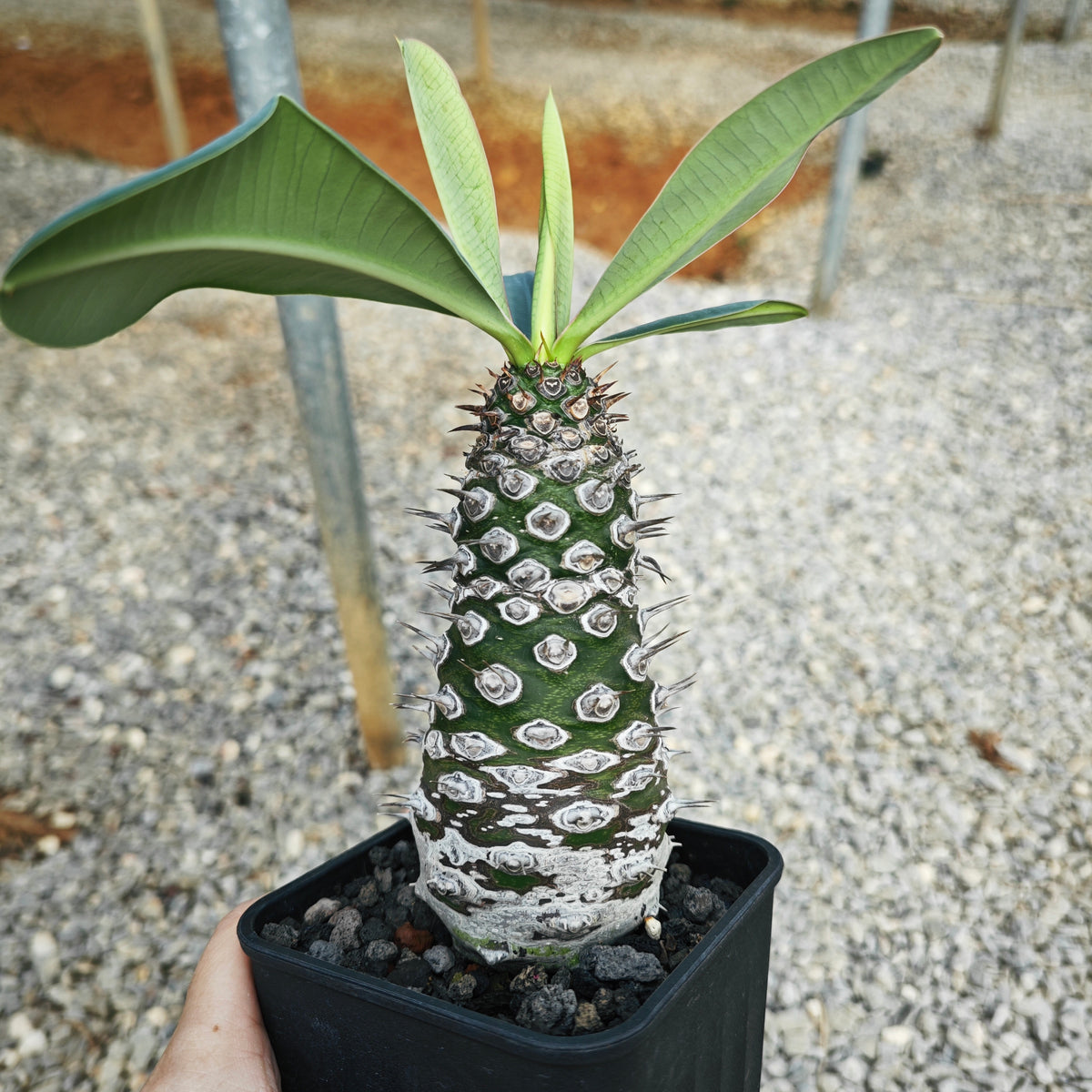 Euphorbia pachypodioides 12 - BotanicalCollector