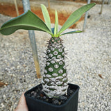 Euphorbia pachypodioides 12 - BotanicalCollector