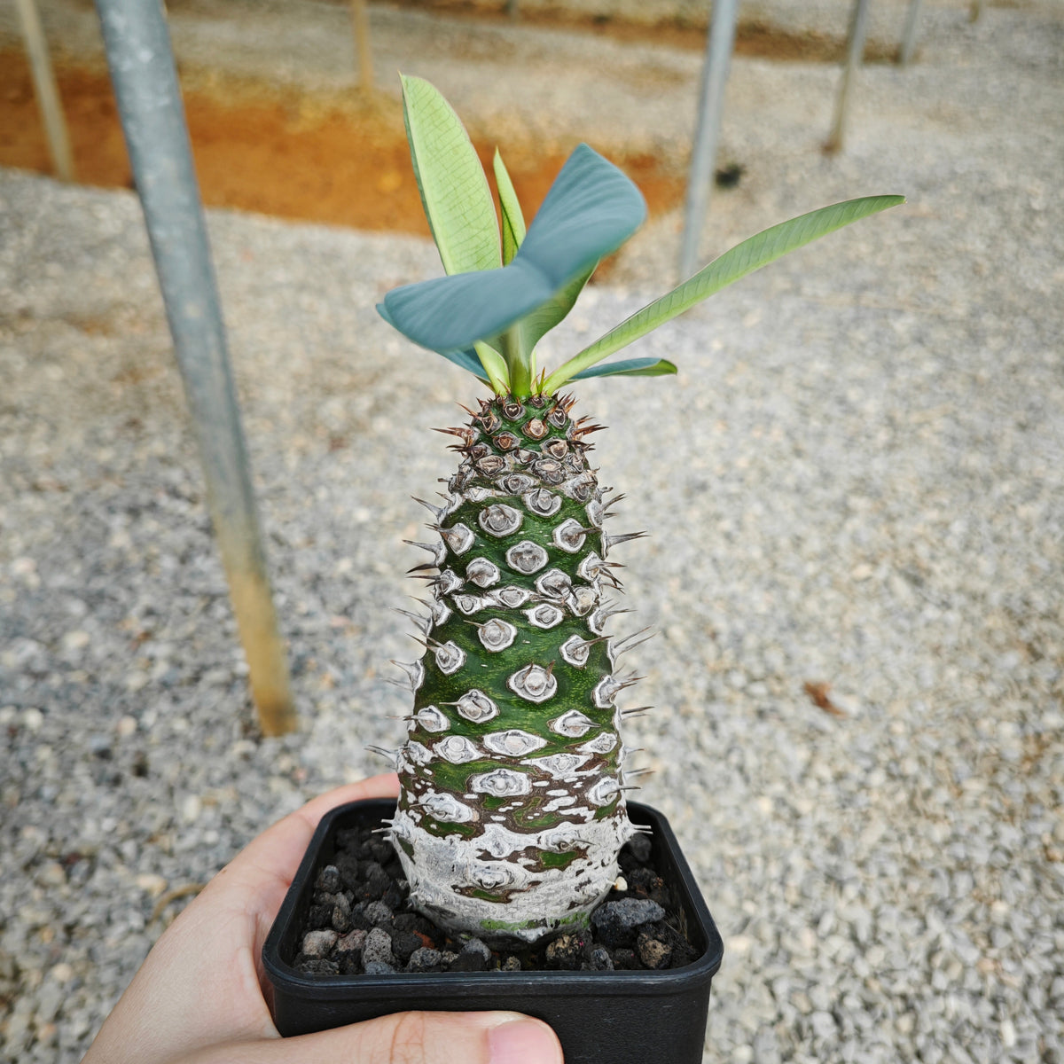 Euphorbia pachypodioides 12 - BotanicalCollector