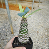 Euphorbia pachypodioides 12 - BotanicalCollector