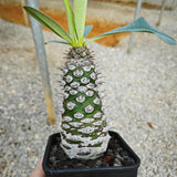 Euphorbia pachypodioides 12 - BotanicalCollector