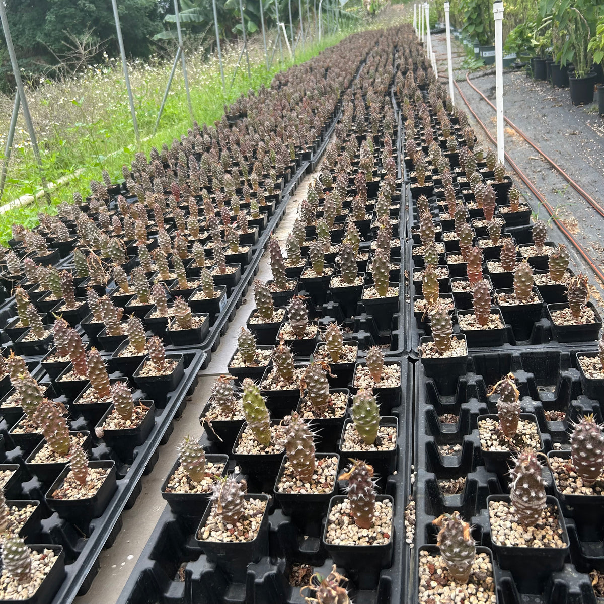 Euphorbia pachypodioides - BotanicalCollector