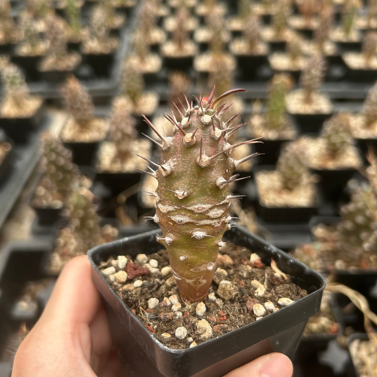 Euphorbia pachypodioides - BotanicalCollector