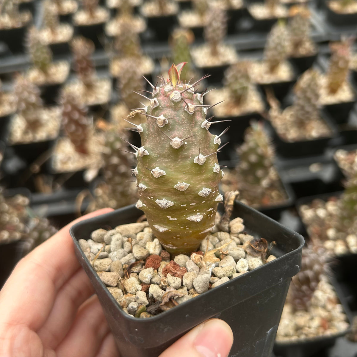 Euphorbia pachypodioides - BotanicalCollector