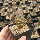 Euphorbia pachypodioides - BotanicalCollector