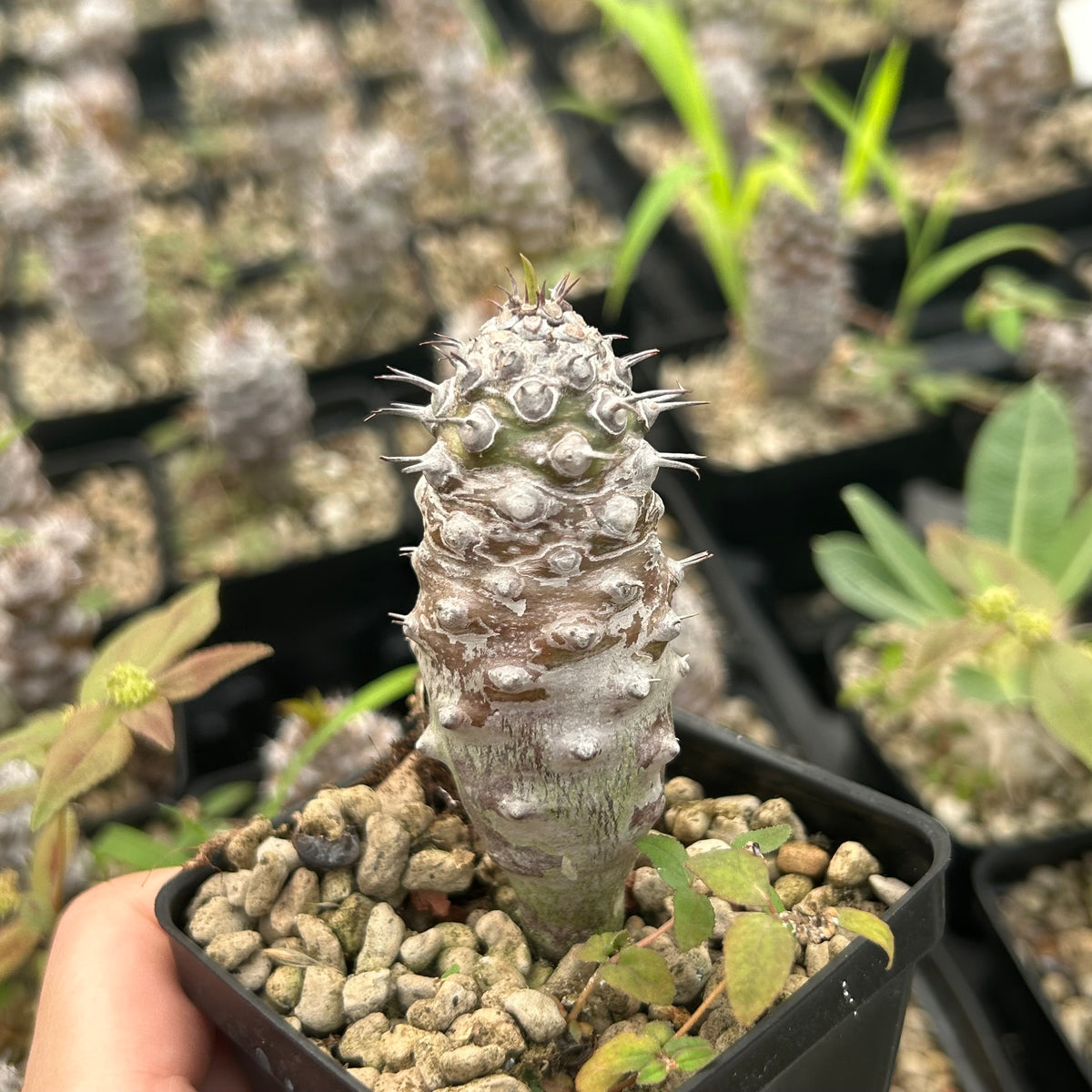 Euphorbia pachypodioides