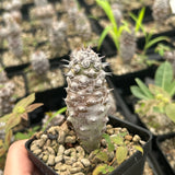 Euphorbia pachypodioides