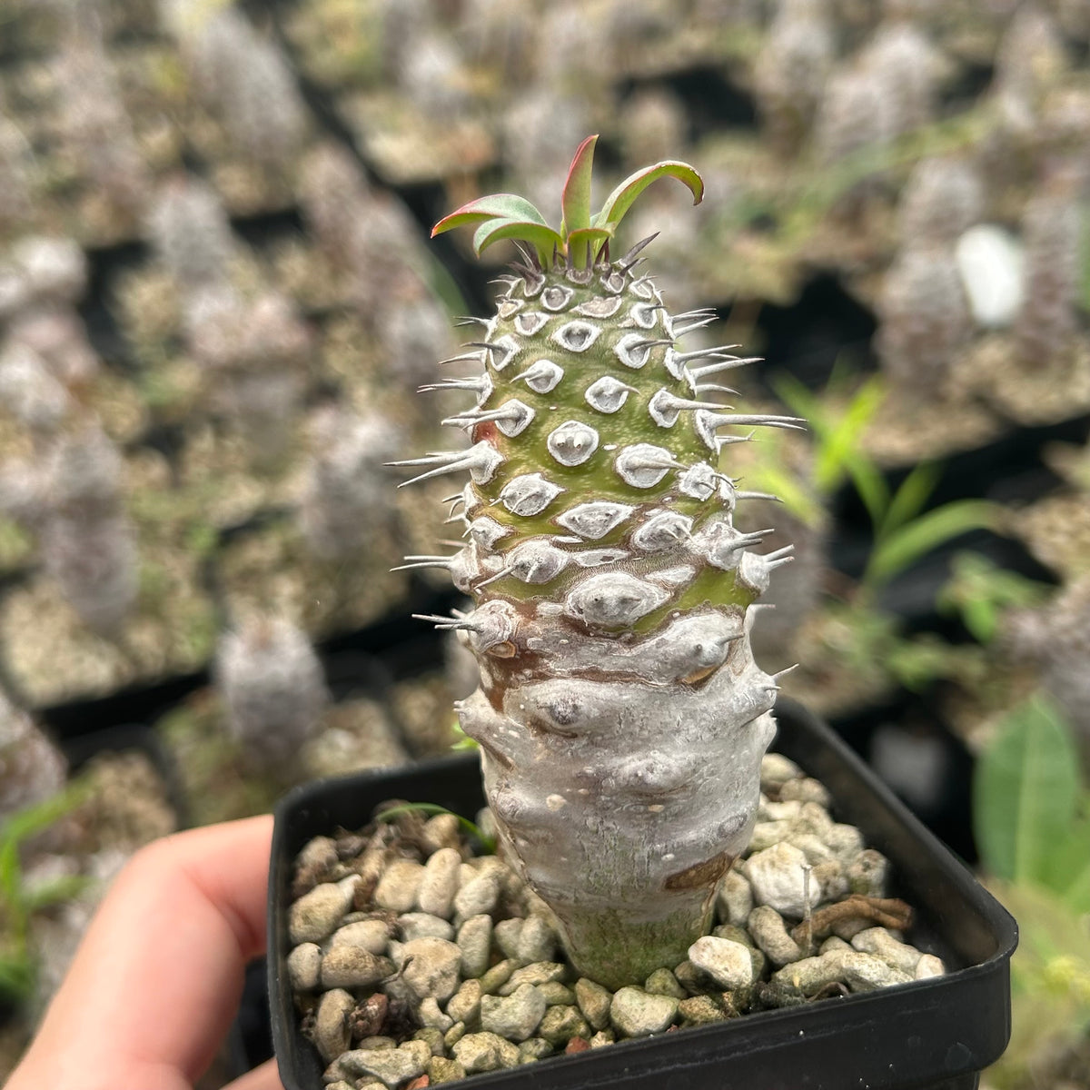 Euphorbia pachypodioides