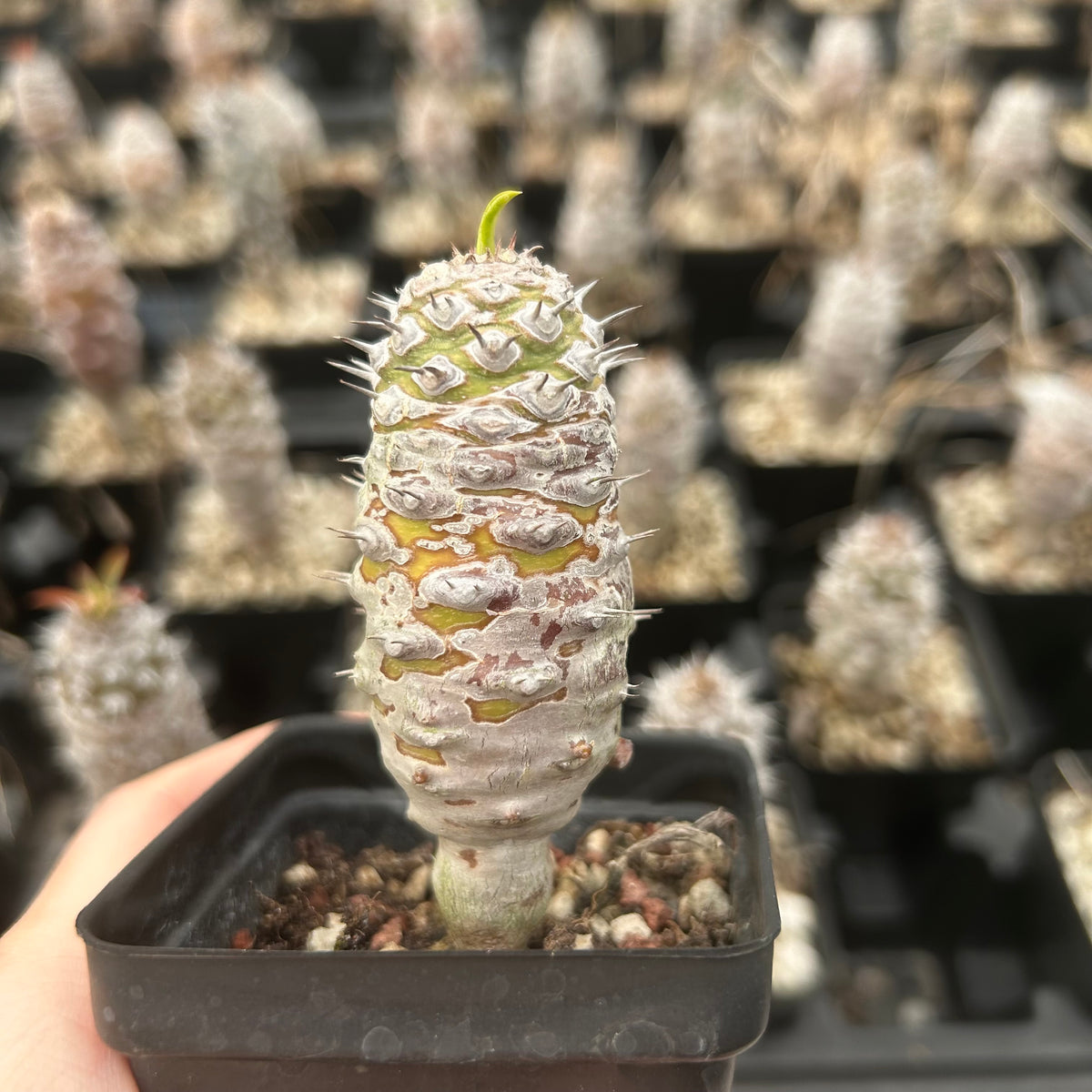 Euphorbia pachypodioides