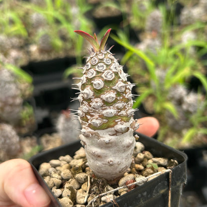 Euphorbia pachypodioides（Lignified） | Seed-grown | H3-5cm