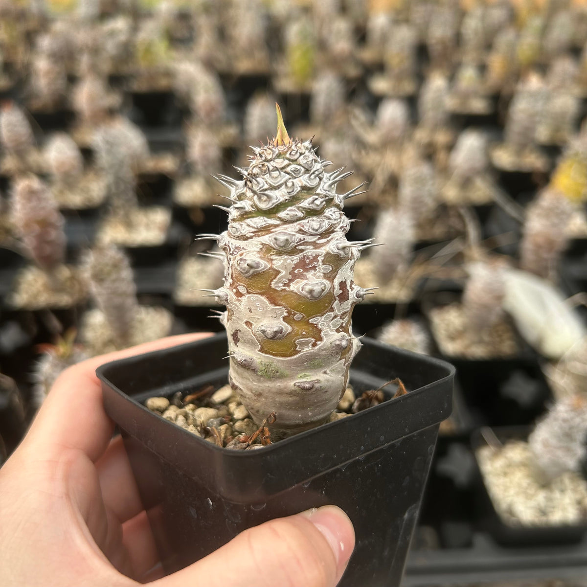 Euphorbia pachypodioides