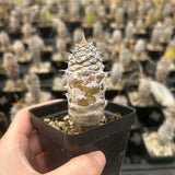 Euphorbia pachypodioides