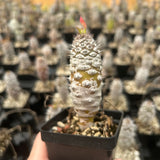 Euphorbia pachypodioides