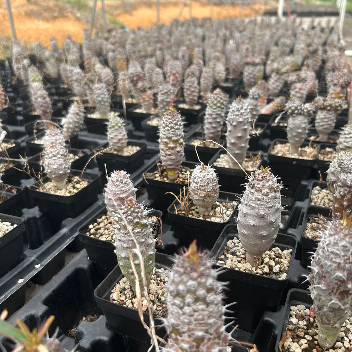 Euphorbia pachypodioides