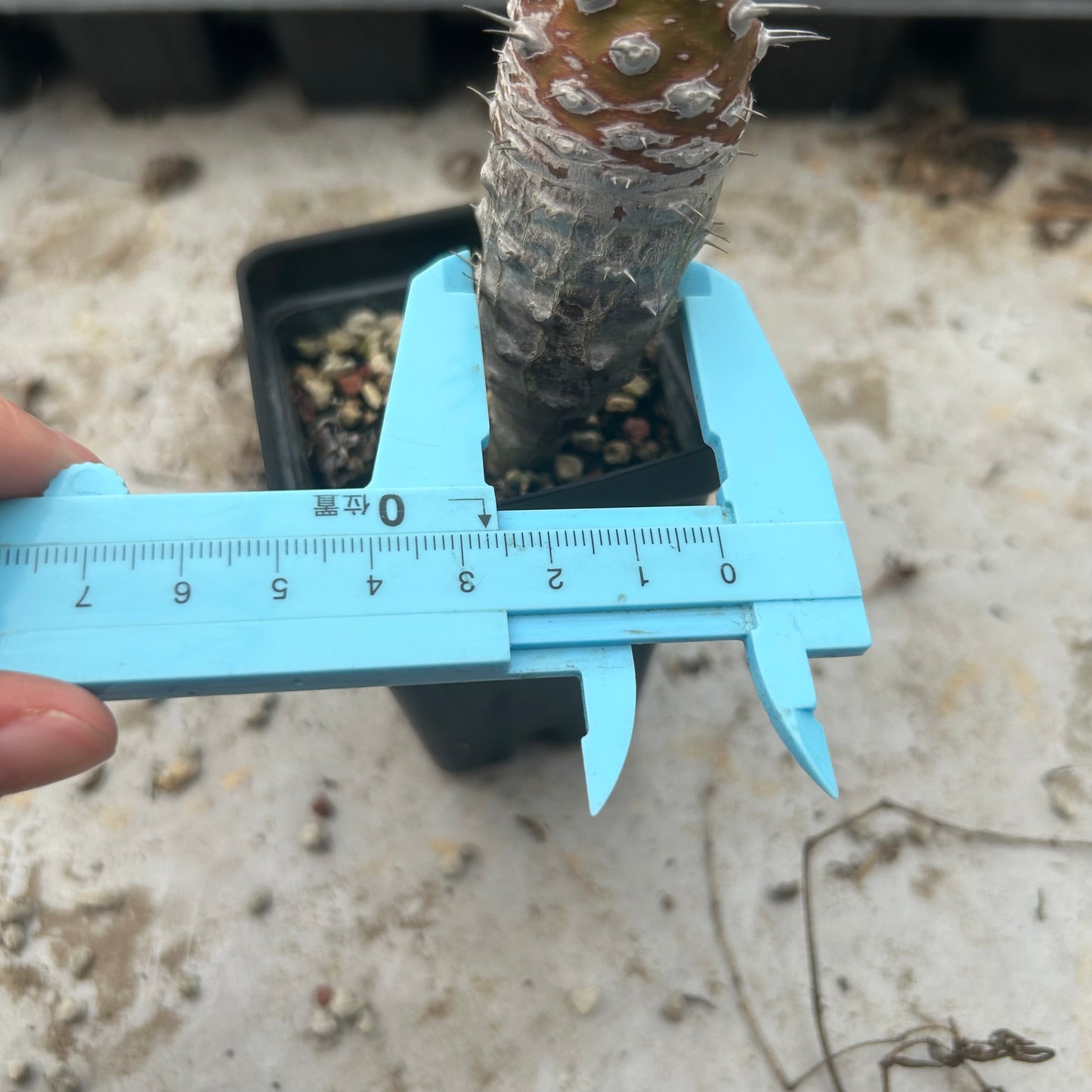 Euphorbia pachypodioides（Lignified） | Seed-grown | H3-5cm