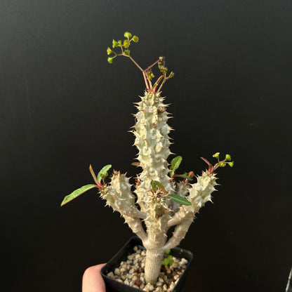 Euphorbia paulianii | Seed-grown | H:5-10cm