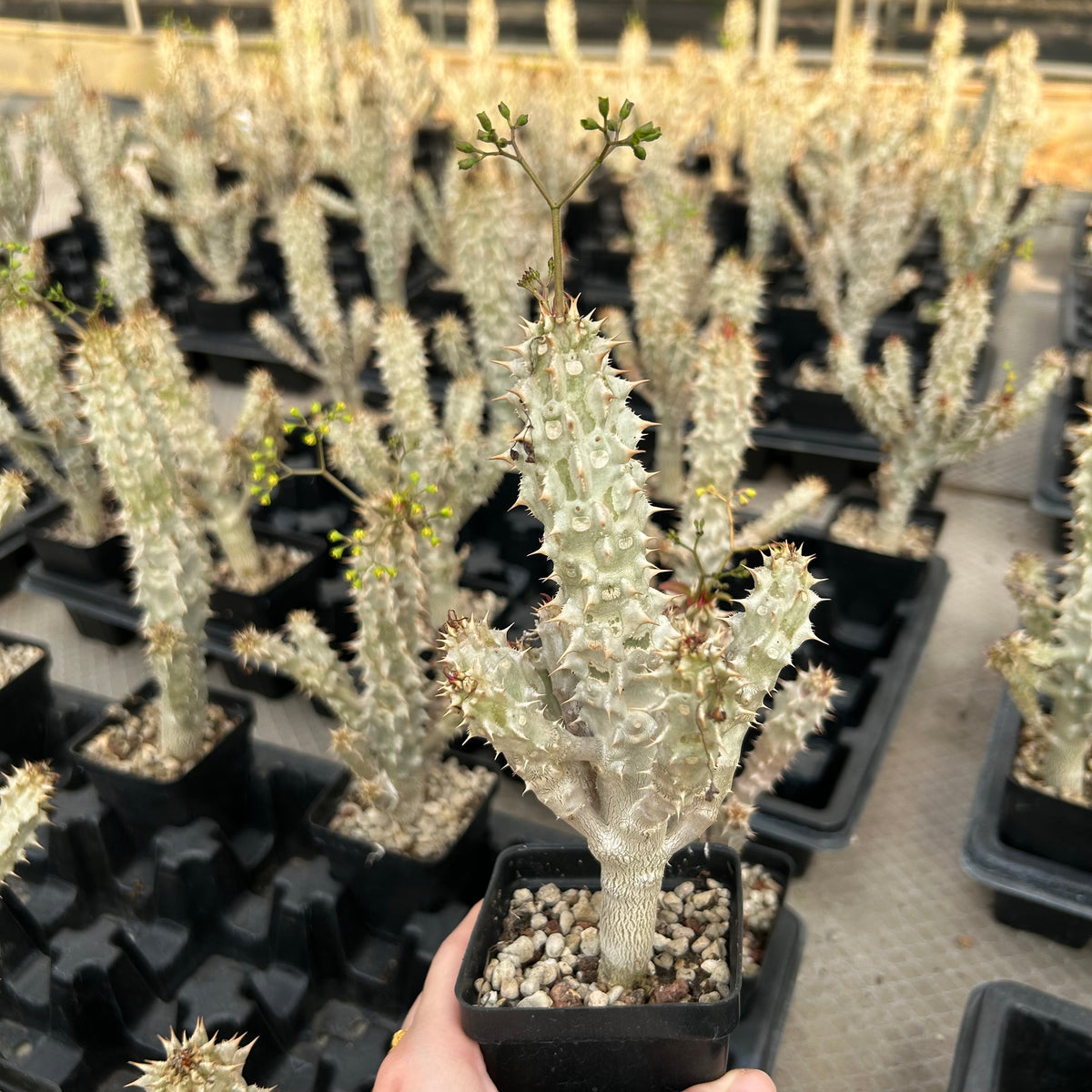 Euphorbia paulianii-Euphorbia-H5-10cm-image-3