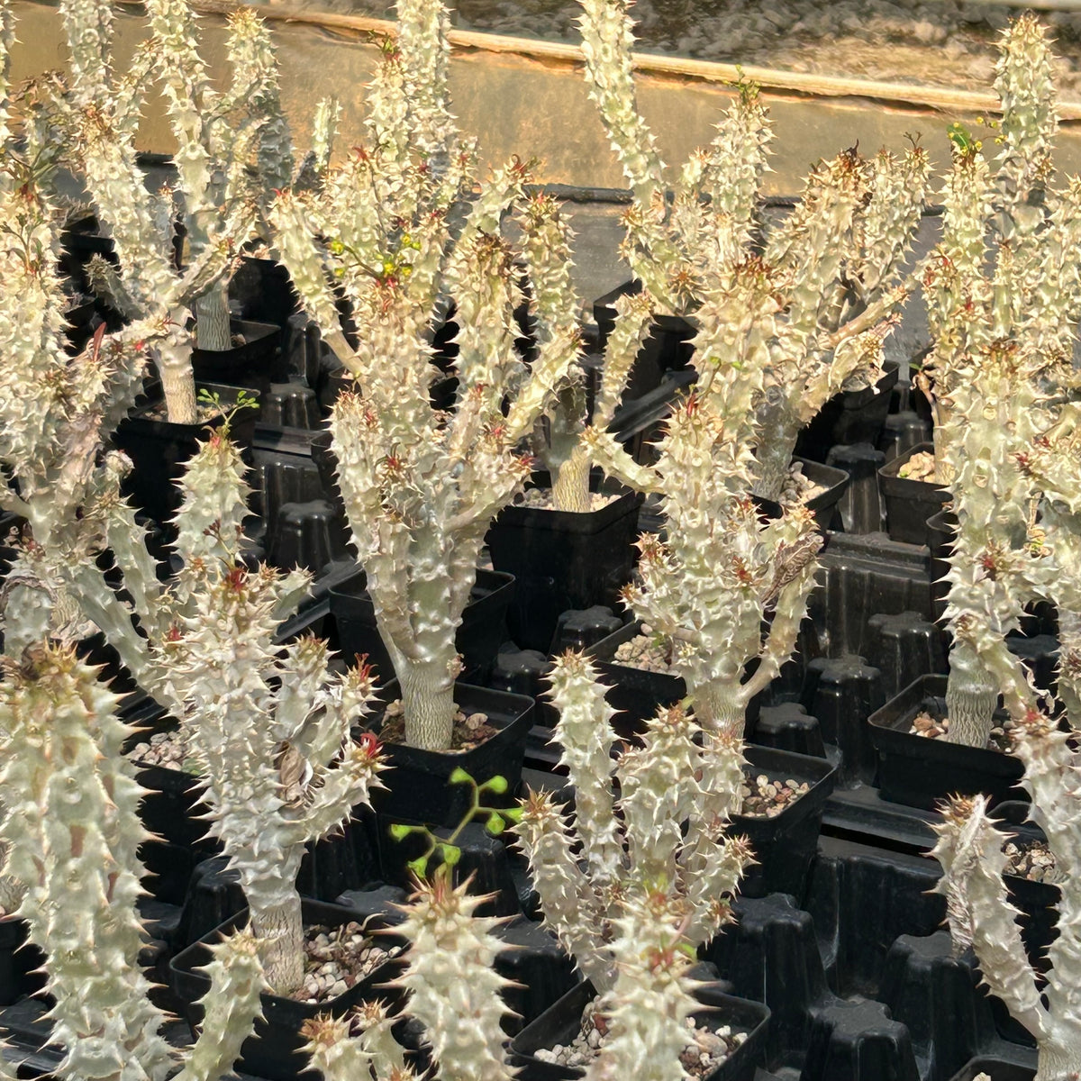 Euphorbia paulianii-Euphorbia-H5-10cm-image-5