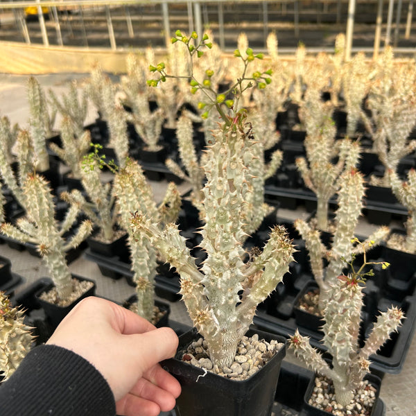 Euphorbia paulianii - BotanicalCollector