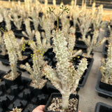 Euphorbia paulianii-Euphorbia-H5-10cm-image-2