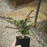 Euphorbia pedilanthoides-Euphorbia-H5-10cm-image-3