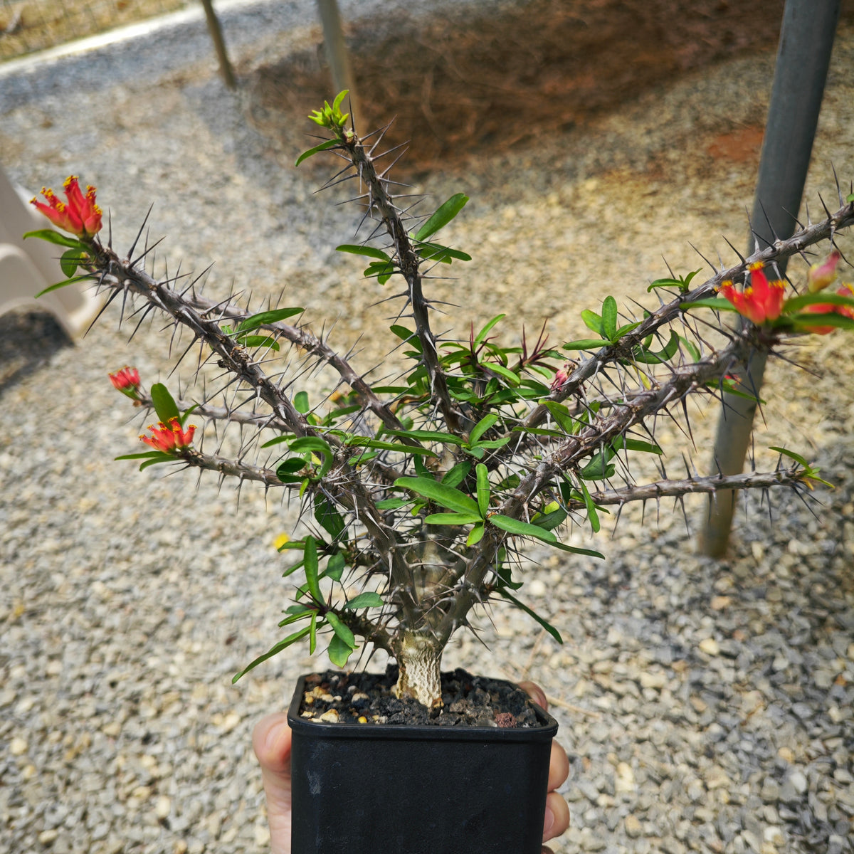 Euphorbia pedilanthoides-Euphorbia-H5-10cm-image-2