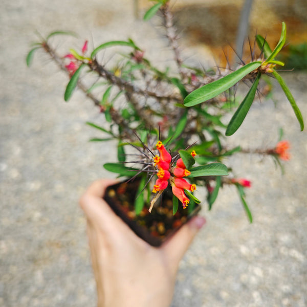 Euphorbia pedilanthoides - BotanicalCollector