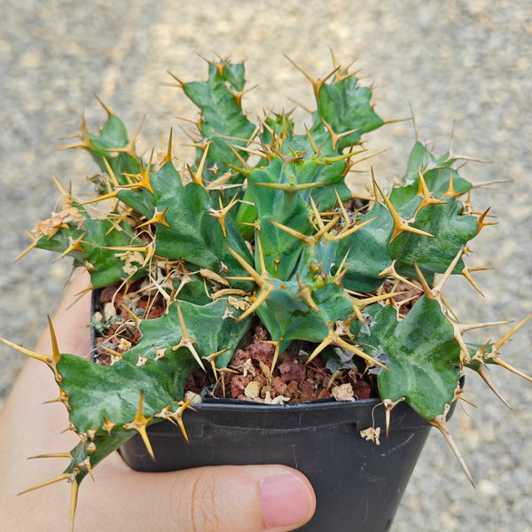 Euphorbia persistens - BotanicalCollector