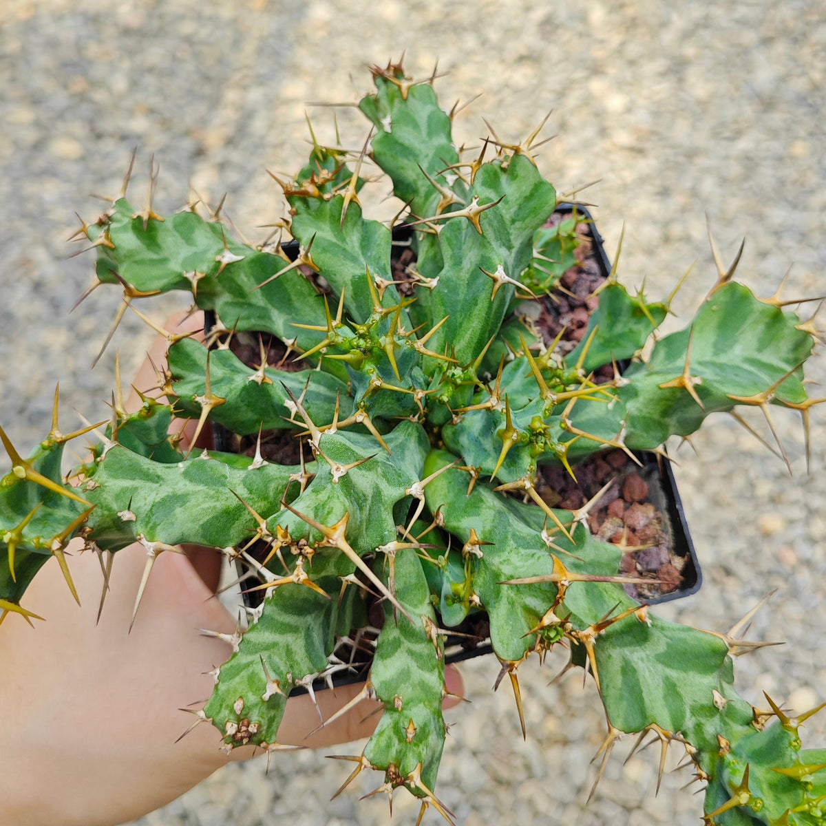 Euphorbia persistens-Euphorbia-W6-8cm-image-3