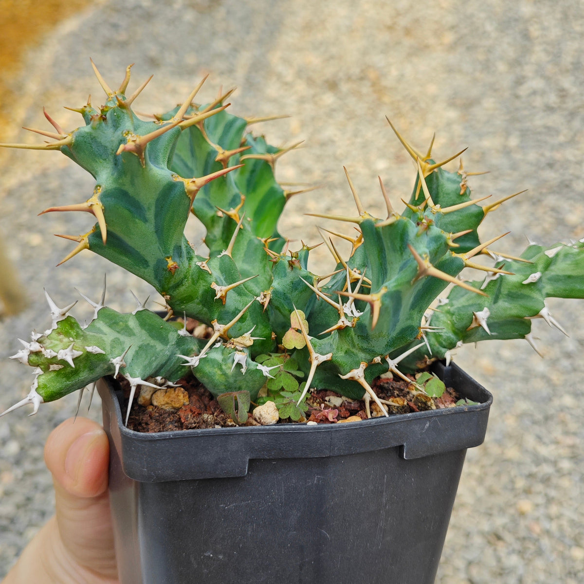 Euphorbia persistens-Euphorbia-W6-8cm-image-2