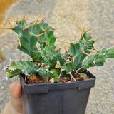 Euphorbia persistens-Euphorbia-W6-8cm-image-2