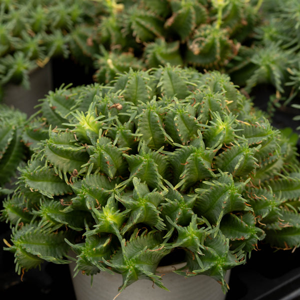 Euphorbia pulvinata - BotanicalCollector