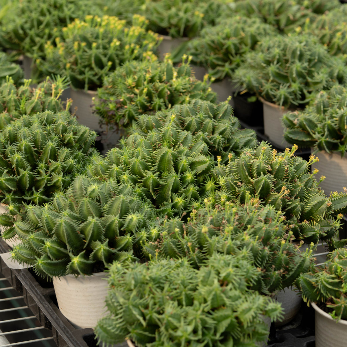 Euphorbia pulvinata-Euphorbia-W10-15cm-image-3