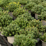 Euphorbia pulvinata-Euphorbia-W10-15cm-image-3