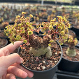 Euphorbia ramena-Euphorbia-W3cm&W5-6cm-image-8