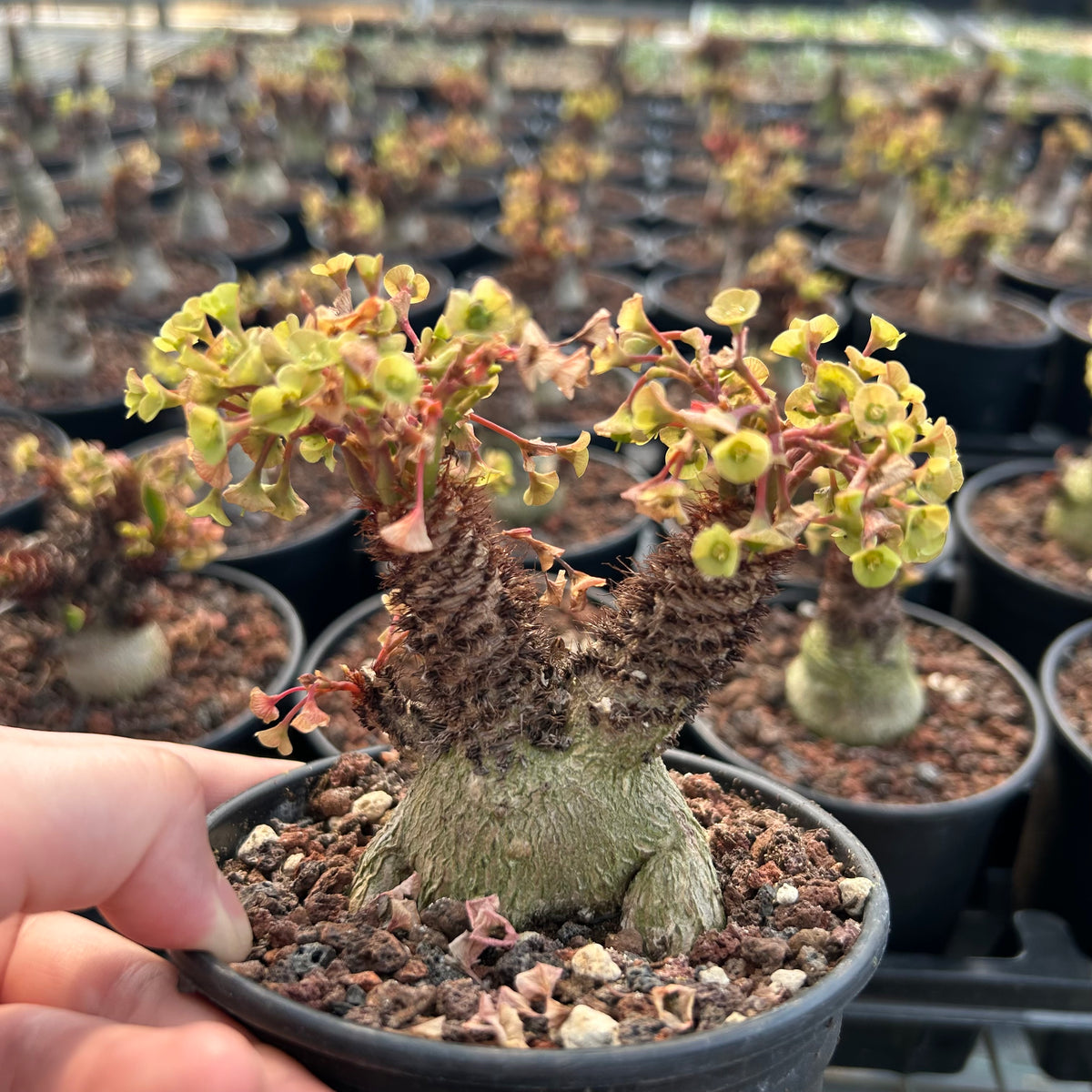 Euphorbia ramena-Euphorbia-W3cm&W5-6cm-image-9