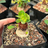 Euphorbia ramena-Euphorbia-W3cm&W5-6cm-image-3
