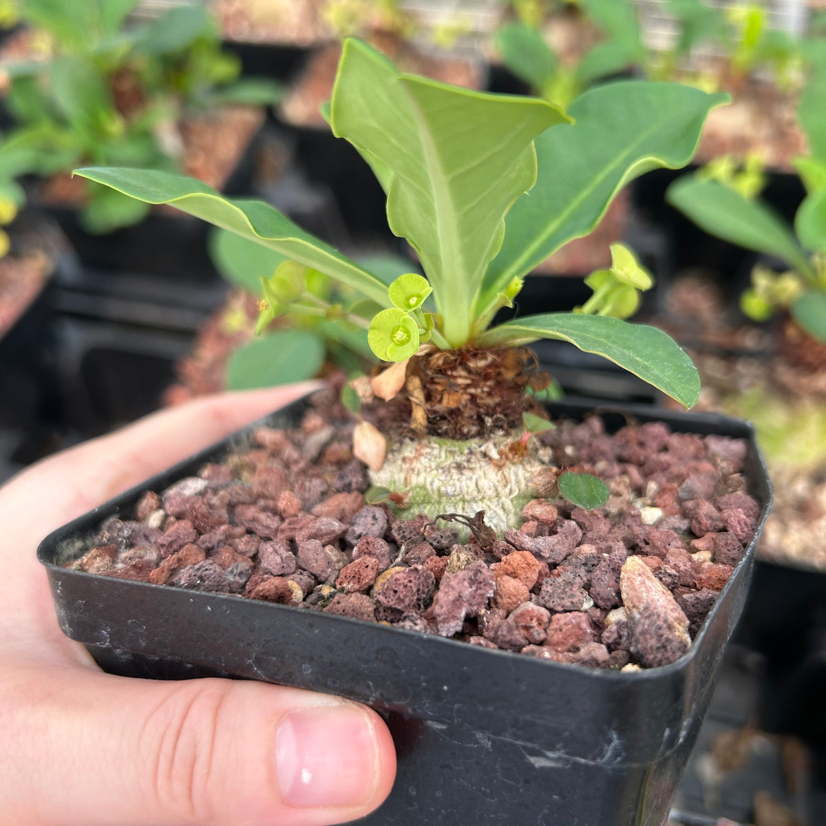 Euphorbia ramena-Euphorbia-W3cm&W5-6cm-image-5